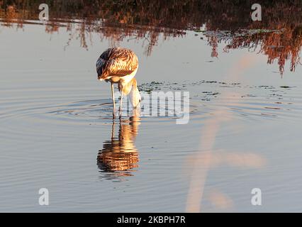 i fenicotteri cacciano il cibo al bordo dell'acqua e nello stagno Foto Stock