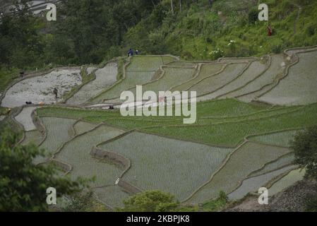 Una vista aerea degli agricoltori nepalesi che piantano piantine di riso durante il blocco in corso a livello nazionale per quanto riguarda la diffusione del virus Corona (COVID-19) a Bhaktapur, Nepal Lunedi, 01 giugno 2020. L'agricoltura rimane un'attività economica importante per il paese senza sbocco sul mare, con grano e riso come principali colture alimentari. (Foto di Narayan Maharjan/NurPhoto) Foto Stock