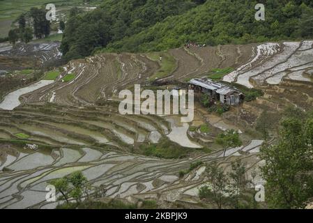 Una vista aerea degli agricoltori nepalesi che piantano piantine di riso durante il blocco in corso a livello nazionale per quanto riguarda la diffusione del virus Corona (COVID-19) a Bhaktapur, Nepal Lunedi, 01 giugno 2020. L'agricoltura rimane un'attività economica importante per il paese senza sbocco sul mare, con grano e riso come principali colture alimentari. (Foto di Narayan Maharjan/NurPhoto) Foto Stock