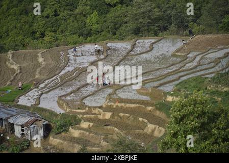 Una vista aerea degli agricoltori nepalesi che piantano piantine di riso durante il blocco in corso a livello nazionale per quanto riguarda la diffusione del virus Corona (COVID-19) a Bhaktapur, Nepal Lunedi, 01 giugno 2020. L'agricoltura rimane un'attività economica importante per il paese senza sbocco sul mare, con grano e riso come principali colture alimentari. (Foto di Narayan Maharjan/NurPhoto) Foto Stock