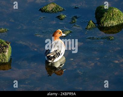 Wigeon è principalmente un visitatore invernale sulle coste del Regno Unito. Preferiscono rimanere in condizioni costiere ed estuario e possono affollarsi in grandi greggi Foto Stock