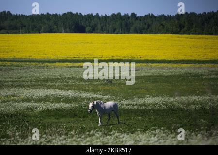 Un cavallo pascola nei pressi di un campo fiorito vicino a San Pietroburgo, Russia il 13 giugno 2020. La temperatura a San Pietroburgo e nella regione di Leningrado è salita a 21 gradi. (Foto di Valya Egorshin/NurPhoto) Foto Stock