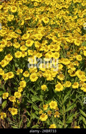 Giallo, Giardino, Fiori, Eleniums, Perennial, Piante, fioritura, Helenium Butterpat, metà estate Foto Stock