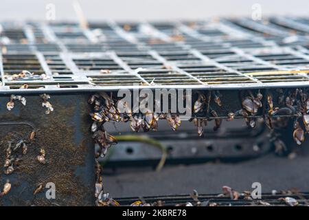 colonia di giovani organismi marini, biofouling su detriti antropogeni galleggianti (pallet di plastica galleggiante scartato) Foto Stock