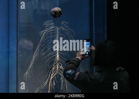 Milano, Italia - 4 novembre 2022: Un visitatore scatta una foto alla mostra The Body Worlds – The Rhythm of Life a cura del plastinator Dr Gunther von Hagens e della curatrice Dr Angelina Whalley alla Stazione di Milano Centrale, che mostra esemplari reali che dimostrano la complessità, la resilienza e la vulnerabilità del corpo umano. Foto Stock