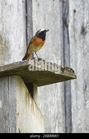 Maschio rosso comune, Fenicurus phoenicurus in piedi sulla cima di una scatola di nidificazione in legno durante la stagione di riproduzione nel giardino estone, Nord Europa. Foto Stock