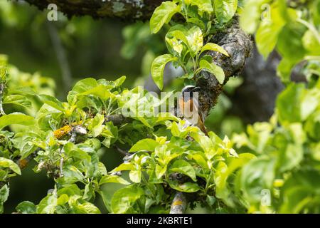 Rosso comune, Fenicurus phoenicurus arroccato su un lussureggiante albero di mela in giardino estone, Nord Europa. Foto Stock