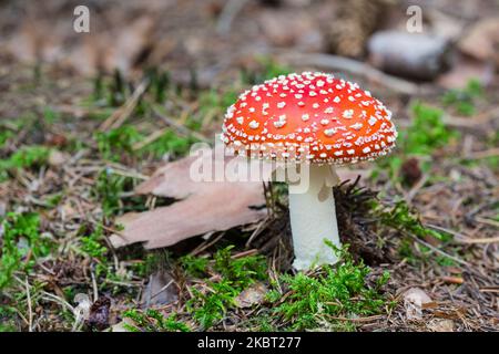 Chiudiare un bellissimo fungo agarico a mosca con macchie bianche di verruca sul cappuccio rosso. Amanita muscaria. Sgabello pericoloso in natura muschio verde sul terreno forestale. Foto Stock