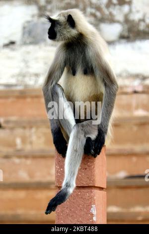 Scimmie di Langur in Pushkar, Rajasthan, India il 5 luglio 2020. (Foto di Himanshu Sharma/NurPhoto) Foto Stock