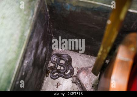 Una cobra indiana di serpente altamente velenosa (Naja naja) anche conosciuta come la cobra spettacolare è stata inserita in una casa a Tehatta, Nadia, Bengala Occidentale, India il 5 luglio 2020. Questo stato indiano Bengala occidentale registra il numero più alto di casi di morti per morsi di serpente seguiti dalla popolazione di Odisha e Utttar Pradesh, dove il secondo e il terzo numero più alto di morti sono stati segnalati a causa di morsi di serpente, i dati del governo hanno mostrato. (Foto di Soumyabrata Roy/NurPhoto) Foto Stock