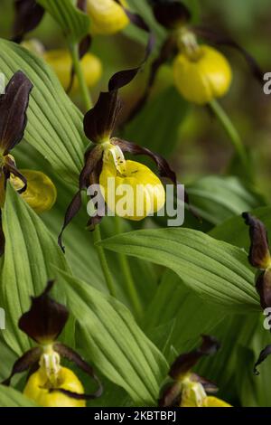 Primo piano dell'orchidea fiorente della signora-slipper nella foresta boreale estone durante una serata estiva Foto Stock