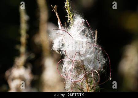 I semi bianchi di Fireweed e wisy dopo la fioritura. Girato in una giornata di fine estate in Estonia, Nord Europa. Foto Stock