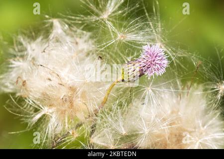 Un primo piano di cardo strisciante con semi dopo la fioritura. Girato in Estonia, Nord Europa. Foto Stock