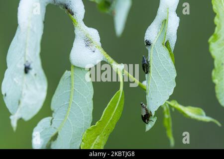 Un nido di schiuma sulle foglie di salice creato da un piccolo insetto chiamato Froghopper prato, Philaenus spumarius Foto Stock