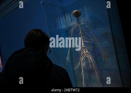 Milano, Italia. 04th Nov 2022. Milano, Italia - 4 novembre 2022: Un visitatore guarda la mostra Body Worlds - The Rhythm of Life a cura del plastinator Dr Gunther von Hagens e della curatrice Dr Angelina Whalley alla Stazione di Milano Centrale, che mostra esemplari reali che dimostrano la complessità, la resilienza e la vulnerabilità del corpo umano. (Foto di Piero Crociatti/Sipa USA) Credit: Sipa USA/Alamy Live News Foto Stock