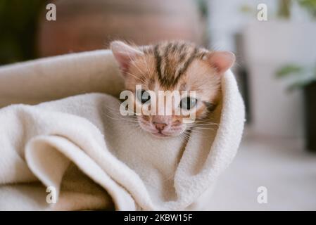 Gattino bengala dopo bagno avvolto in asciugamano bianco Foto Stock