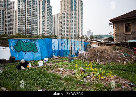 Shanghai, Cina, le 10 Mars 2012. Una vecchia donna coltiva il suo orto nel mezzo di una zona di contrazione di un complesso edilizio. Lo sviluppo accelerato che ha prodotto edifici alti sta prendendo il controllo dei terreni agricoli e della vecchia architettura, ma anche della storia politica e sociale della città. Shanghai, Chine, le 10 marzo 2012. Une vieille femme cultive son potager au milieu d'une zone de construction d'un complexe immobilier. Le developpement accelere qui a produit des immeubles de grande hauteur s'empare des terres agricole et de l'architecture ancienne, mais aussi de l'histoire poli Foto Stock