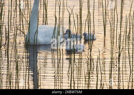 Primo piano di pulcini di cigno Whooper accanto al genitore su un lago durante un bellissimo tramonto estivo Foto Stock