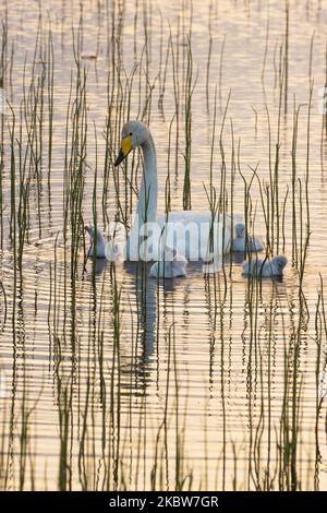 Primo piano di pulcini di cigno Whooper accanto al genitore su un lago durante un bellissimo tramonto estivo Foto Stock