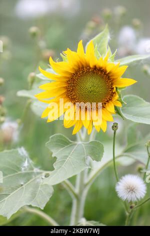 Campo di girasole in una fattoria a Whitchurch-Stouffville, Ontario, Canada, il 25 luglio 2020. (Foto di Creative Touch Imaging Ltd./NurPhoto) Foto Stock