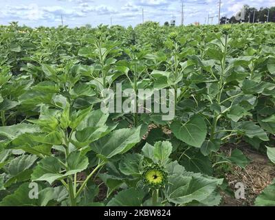 Campo di girasole in una fattoria a Whitchurch-Stouffville, Ontario, Canada, il 25 luglio 2020. (Foto di Creative Touch Imaging Ltd./NurPhoto) Foto Stock