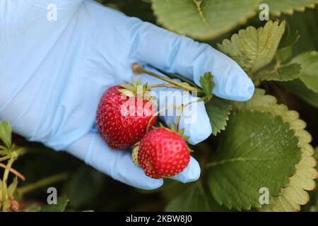 Persona che indossa guanti di gomma per proteggerli dal nuovo coronavirus (COVID-19) mentre si raccolgono fragole in una fattoria a Whitchurch-Stouffville, Ontario, Canada, il 25 luglio 2020. (Foto di Creative Touch Imaging Ltd./NurPhoto) Foto Stock