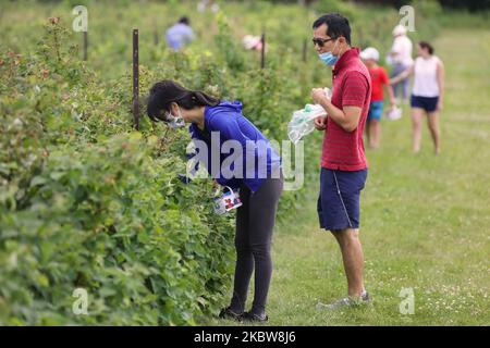 Le persone che indossano maschere facciali per proteggerle dal nuovo coronavirus (COVID-19) mentre raccolgono lamponi in una fattoria a Whitchurch-Stouffville, Ontario, Canada, il 25 luglio 2020. (Foto di Creative Touch Imaging Ltd./NurPhoto) Foto Stock