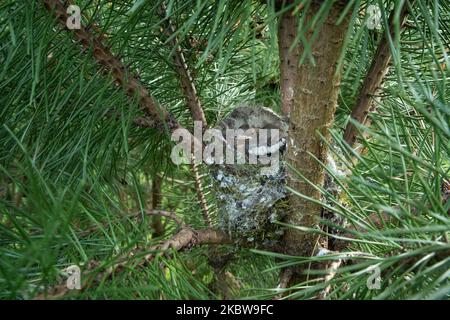 Primo piano di un nido di zafferano comune nel mezzo dei rami di pino in Estonia Foto Stock