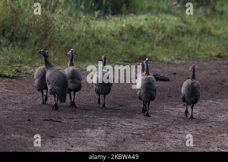 Flock of Helmeted Guinea Fowl a piedi lungo strada sterrata (Numida meleagris) Foto Stock