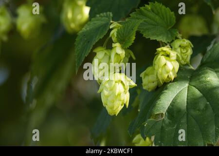 Primo piano di fiori a forma di cono noti come luppolo di luppolo comune, lupus di Humulus in Estonia, Nord Europa. Foto Stock