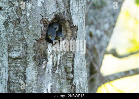 Giovani Starlings, Sturnus vulgaris in attesa di cibo in una stiva di nidificazione in un vecchio albero di Alder in una mattina di primavera in Estonia Foto Stock