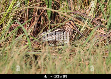 Uccello di Snipe africano nascosto in erba di Wetland (gallinago nigripennis) Foto Stock