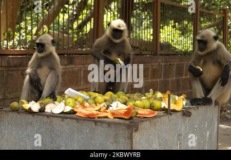 Le scimmie selvatiche sono viste ai piedi della grotta di Khandagiri mentre mangiano cibo dotato appena alla periferia dello stato indiano orientale Bhubaneswar, capitale di Odisha, il 10 agosto 2020. (Foto di Str/NurPhoto) Foto Stock