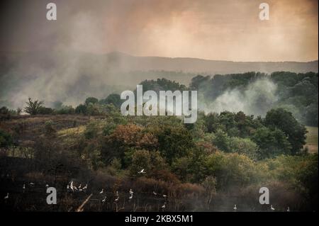 Le cicogne si vedono volare vicino alla zona degli enormi incendi. Danni significativi sono stati inflitti dagli incendi in Bulgaria nella regione dell'Haskovo, che hanno distrutto più di 100.000 ettari di foreste, terreni agricoli, erba secca, bruciato diversi edifici agricoli e case nel villaggio di Filipovtsi, situato al confine tra Bulgaria e Turchia, E 6 cicogne sono state salvate in un centro di salvataggio della fauna selvatica che attualmente si sta riprendendo il 15 agosto 2020 (Foto di Hristo Rusev/NurPhoto) Foto Stock