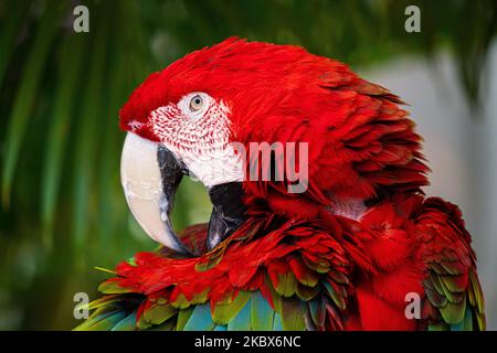 Primo piano di un vivace macaw Scarlet (Ara Macao) su sfondo sfocato Foto Stock