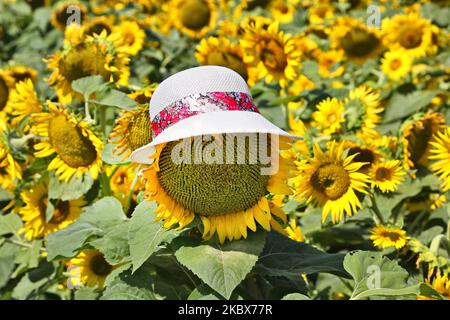 Cappello su un girasole (Helianthus annuus) in un campo di girasole a Stouffville, Ontario, Canada, il 15 agosto 2020. (Foto di Creative Touch Imaging Ltd./NurPhoto) Foto Stock