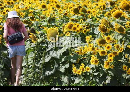 La donna cammina tra i girasoli (Helianthus annuus) che crescono in un campo agricolo a Stouffville, Ontario, Canada, il 15 agosto 2020. (Foto di Creative Touch Imaging Ltd./NurPhoto) Foto Stock