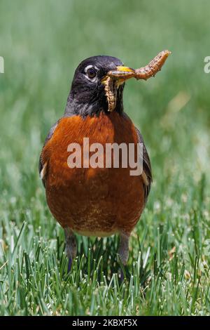Un primo piano verticale di uccelli robinici americani alla ricerca di cibo sul campo erboso verde Foto Stock