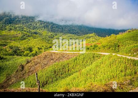 Paesaggio di montagne con foresta tropicale verde e strada al centro, alba nella giungla, con nuvole Foto Stock
