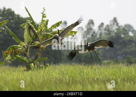 Sarus Cranes sorvola un risone vicino Maubin Township, Irrawaddy Region, Myanmar il 30 agosto 2020. L'uccello indigeno del Myanmar, la gru Sarus è una specie rara non solo nel mondo ma anche nel Myanmar. La Regione del Delta dell'Irrawaddy è uno degli habitat di Sarus Craneâ in Myanmar. Si stima che ci siano 500 gru Sarus in Myanmar, e circa 200 - 400 vivono nella regione del Delta dell'Irrawaddy. Secondo la lista rossa dell'Unione Internazionale per la conservazione della natura ( IUCN ), le gru Sarus sono a rischio di estinzione. (Foto di Shwe Paw Mya Tin/NurPhoto) Foto Stock