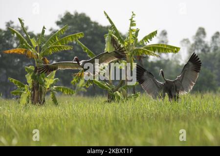 Sarus Cranes sorvola un risone vicino Maubin Township, Irrawaddy Region, Myanmar il 30 agosto 2020. L'uccello indigeno del Myanmar, la gru Sarus è una specie rara non solo nel mondo ma anche nel Myanmar. La Regione del Delta dell'Irrawaddy è uno degli habitat di Sarus Craneâ in Myanmar. Si stima che ci siano 500 gru Sarus in Myanmar, e circa 200 - 400 vivono nella regione del Delta dell'Irrawaddy. Secondo la lista rossa dell'Unione Internazionale per la conservazione della natura ( IUCN ), le gru Sarus sono a rischio di estinzione. (Foto di Shwe Paw Mya Tin/NurPhoto) Foto Stock