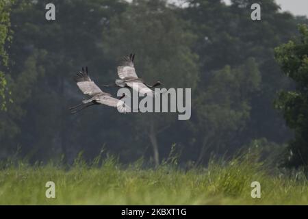 Sarus Cranes sorvola un risone vicino Maubin Township, Irrawaddy Region, Myanmar il 30 agosto 2020. L'uccello indigeno del Myanmar, la gru Sarus è una specie rara non solo nel mondo ma anche nel Myanmar. La Regione del Delta dell'Irrawaddy è uno degli habitat di Sarus Craneâ in Myanmar. Si stima che ci siano 500 gru Sarus in Myanmar, e circa 200 - 400 vivono nella regione del Delta dell'Irrawaddy. Secondo la lista rossa dell'Unione Internazionale per la conservazione della natura ( IUCN ), le gru Sarus sono a rischio di estinzione. (Foto di Shwe Paw Mya Tin/NurPhoto) Foto Stock