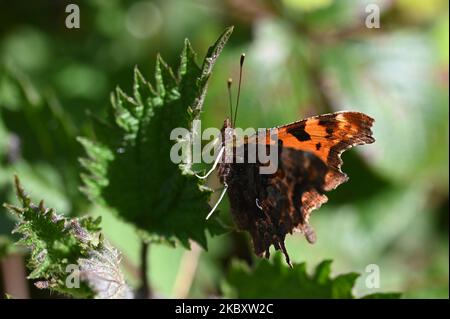 Un primo piano di una bella farfalla a virgola (Polygonia c-album) su una foglia verde sotto la luce del sole Foto Stock