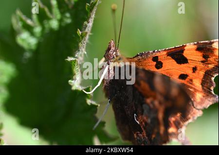 Un primo piano di una bella farfalla a virgola (Polygonia c-album) su una foglia verde sotto la luce del sole Foto Stock