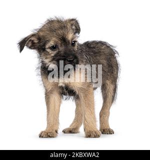 Cute marrone con filo nero capelli cane randagio cucciolo, in piedi in alto di fronte. Testa allontanata dalla fotocamera. Isolato su sfondo bianco. Foto Stock