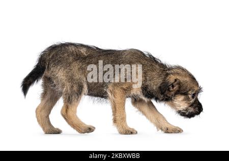 Cute marrone con filo nero pelo capelli cane randagio cucciolo, camminando a senso laterale. Testa allontanata dal pavimento della fotocamera. Isolato su sfondo bianco. Foto Stock