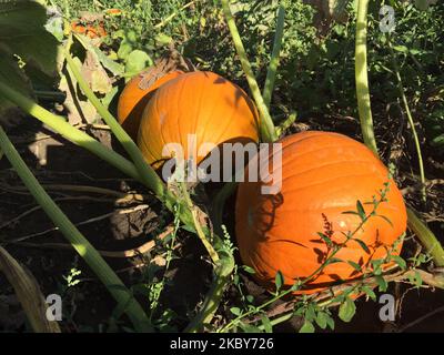 Zucche crescono in una fattoria a Markham, Ontario, Canada, il 05 settembre 2020. (Foto di Creative Touch Imaging Ltd./NurPhoto) Foto Stock