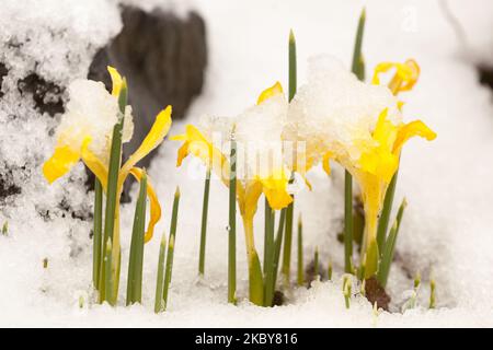 Iris reticolata Sunshine, Iris, Inverno, neve, copertura, Fiori, gialli, iridi, nani Foto Stock