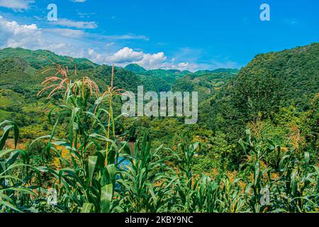 Paesaggio di montagne con foresta tropicale verde e strada al centro, alba nella giungla, con nuvole Foto Stock