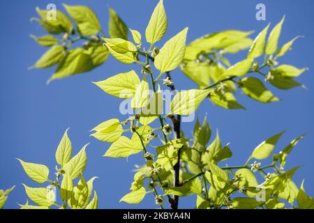Celtis occidentalis, American Hackberry, foglie, Branch, luce solare, Molla, primo piano, luce Foto Stock